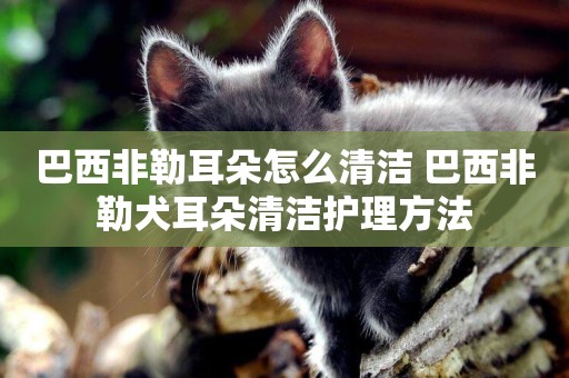 巴西非勒耳朵怎么清潔 巴西非勒犬耳朵清潔護理方法