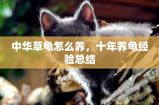 中華草龜怎么養，十年養龜經驗總結