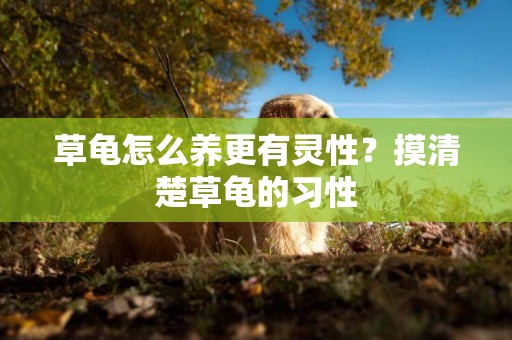 草龜怎么養更有靈性？摸清楚草龜的習性