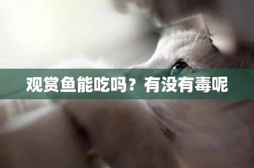 觀賞魚能吃嗎？有沒有毒呢