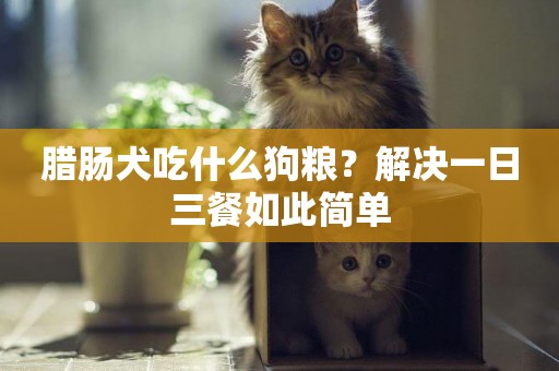 臘腸犬吃什么狗糧？解決一日三餐如此簡單
