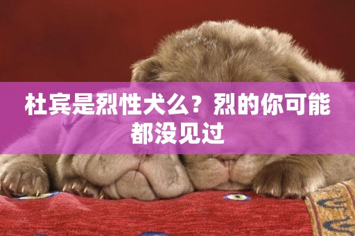 杜賓是烈性犬么？烈的你可能都沒見過