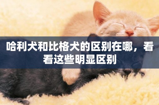 哈利犬和比格犬的區別在哪，看看這些明顯區別