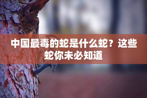 中國最毒的蛇是什么蛇？這些蛇你未必知道