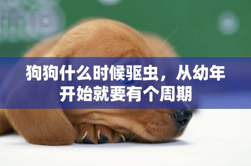 狗狗什么時候驅蟲，從幼年開始就要有個周期