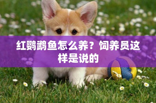 紅鸚鵡魚怎么養？飼養員這樣是說的