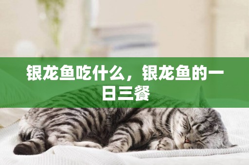 銀龍魚吃什么，銀龍魚的一日三餐