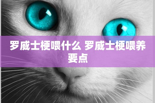羅威士梗喂什么 羅威士梗喂養要點