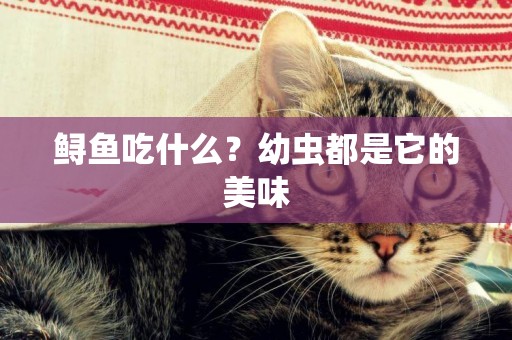 鱘魚吃什么？幼蟲都是它的美味