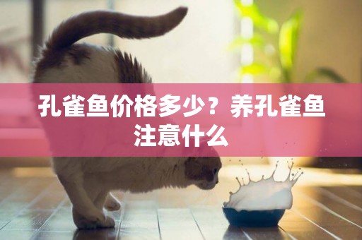 孔雀魚價格多少？養孔雀魚注意什么
