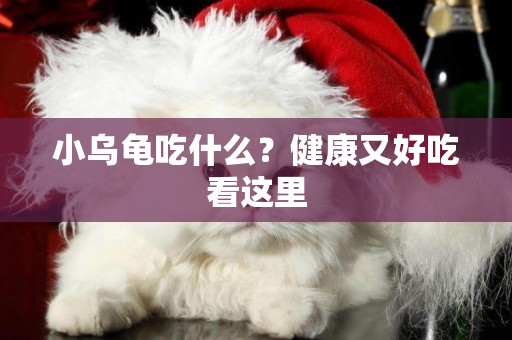 小烏龜吃什么？健康又好吃看這里