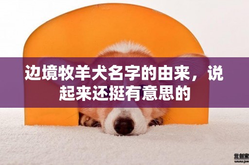 邊境牧羊犬名字的由來，說起來還挺有意思的