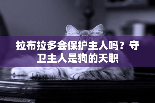 拉布拉多會保護主人嗎？守衛主人是狗的天職