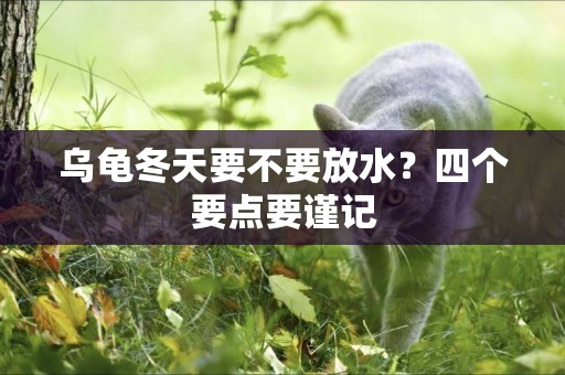 烏龜冬天要不要放水？四個要點要謹記