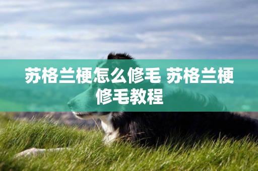 蘇格蘭梗怎么修毛 蘇格蘭梗修毛教程