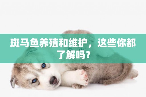 斑馬魚養殖和維護，這些你都了解嗎？