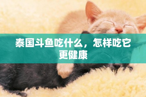 泰國斗魚吃什么，怎樣吃它更健康