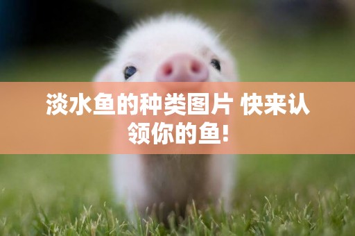 淡水魚的種類圖片 快來認領你的魚!
