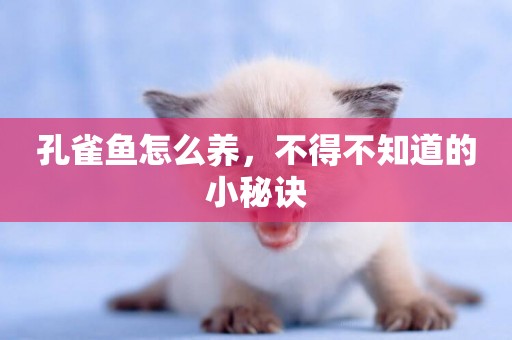 孔雀魚怎么養，不得不知道的小秘訣
