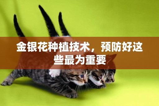 金銀花種植技術，預防好這些最為重要