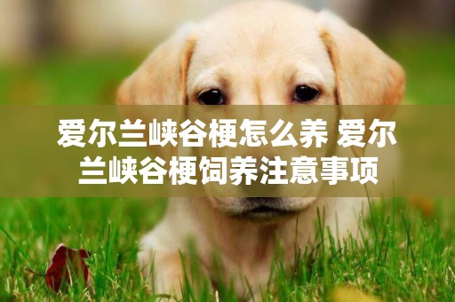 愛爾蘭峽谷梗怎么養 愛爾蘭峽谷梗飼養注意事項
