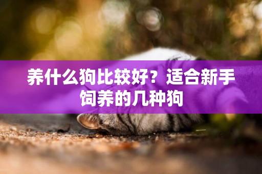 養什么狗比較好？適合新手飼養的幾種狗