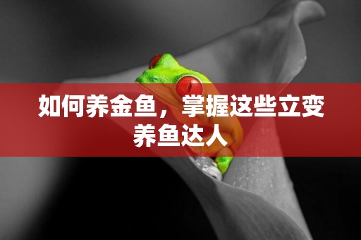 如何養金魚，掌握這些立變養魚達人