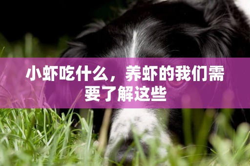 小蝦吃什么，養蝦的我們需要了解這些