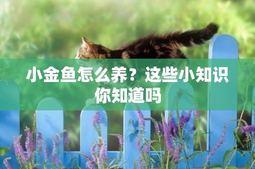 小金魚怎么養？這些小知識你知道嗎