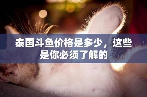 泰國斗魚價格是多少，這些是你必須了解的