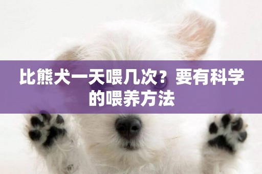 比熊犬一天喂幾次？要有科學的喂養方法