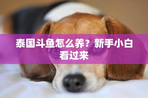 泰國斗魚怎么養？新手小白看過來