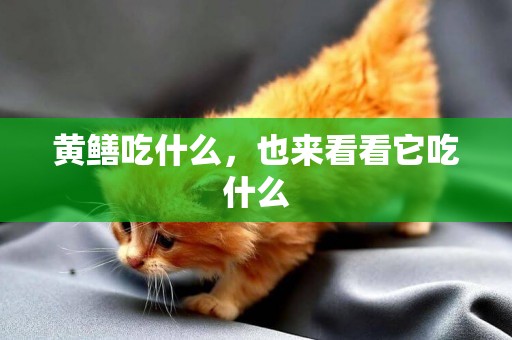 黃鱔吃什么，也來看看它吃什么