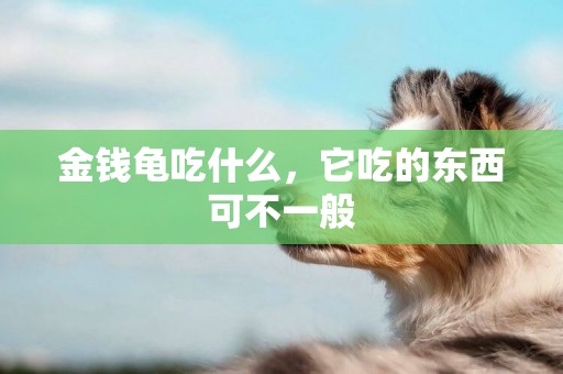 金錢龜吃什么，它吃的東西可不一般