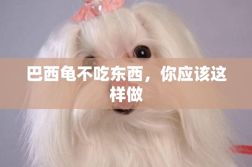 巴西龜不吃東西，你應該這樣做