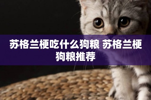 蘇格蘭梗吃什么狗糧 蘇格蘭梗狗糧推薦
