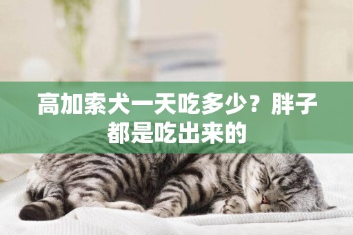 高加索犬一天吃多少？胖子都是吃出來的