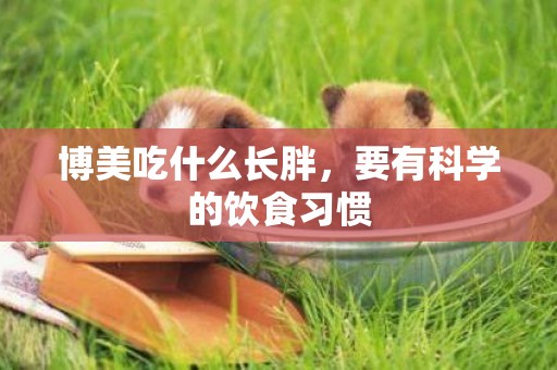 博美吃什么長胖，要有科學的飲食習慣