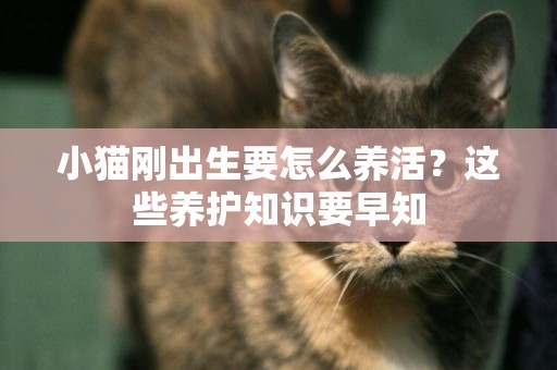 小貓剛出生要怎么養活？這些養護知識要早知