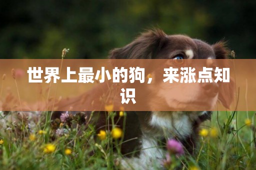 世界上最小的狗，來漲點知識