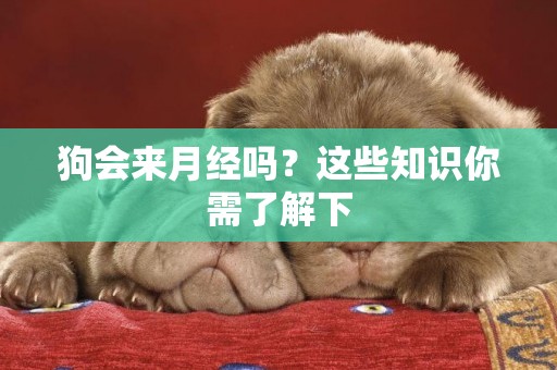 狗會來月經嗎？這些知識你需了解下