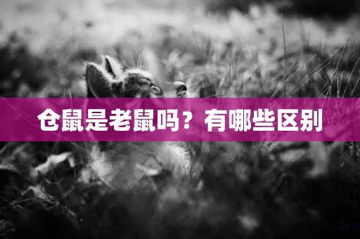 倉鼠是老鼠嗎？有哪些區別