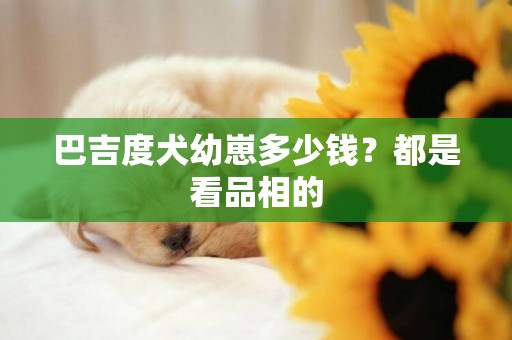 巴吉度犬幼崽多少錢？都是看品相的