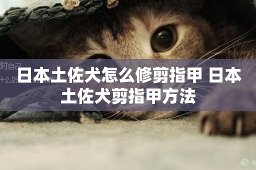 日本土佐犬怎么修剪指甲 日本土佐犬剪指甲方法