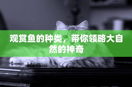 觀賞魚的種類，帶你領略大自然的神奇