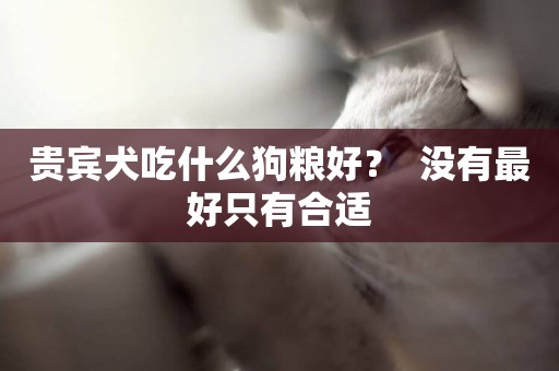 貴賓犬吃什么狗糧好？  沒有最好只有合適