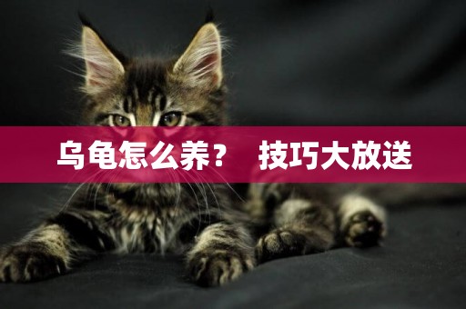烏龜怎么養？  技巧大放送