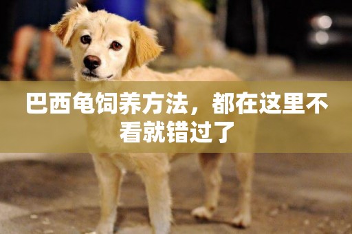 巴西龜飼養方法，都在這里不看就錯過了