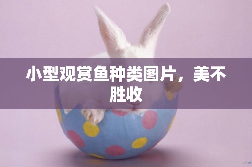 小型觀賞魚種類圖片，美不勝收