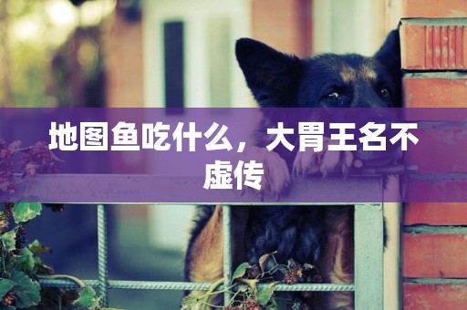 地圖魚吃什么，大胃王名不虛傳
